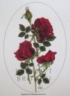 Red Roses - A5 Motiv Linda P
